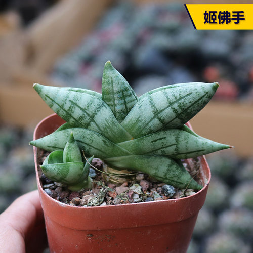 好养姬佛手开花美观多肉植物