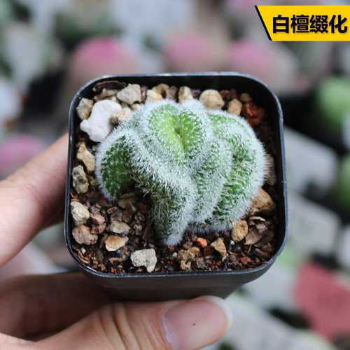 白刺软刺美观好养白檀缀化