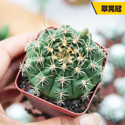 实生翠晃冠仙人球开花小盆栽绿植