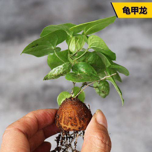 阳台庭院好养多肉植物好养美观