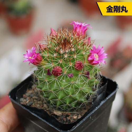 金刚丸开大花仙人掌配盆多肉植物