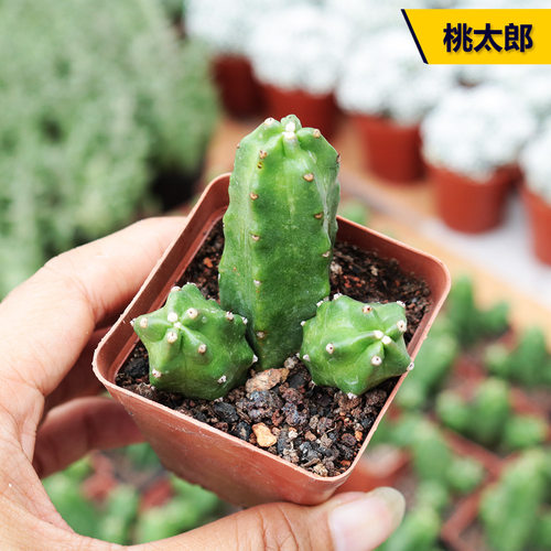 桃太郎仙人掌北欧风桌面多肉植物