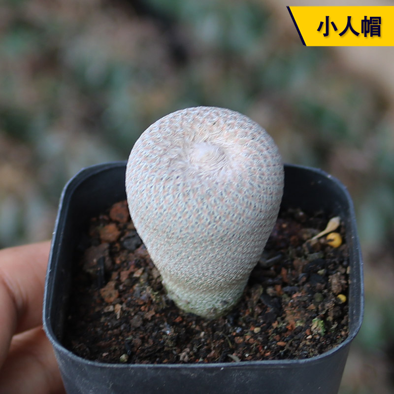 实生开花美观易度夏小人帽仙人球