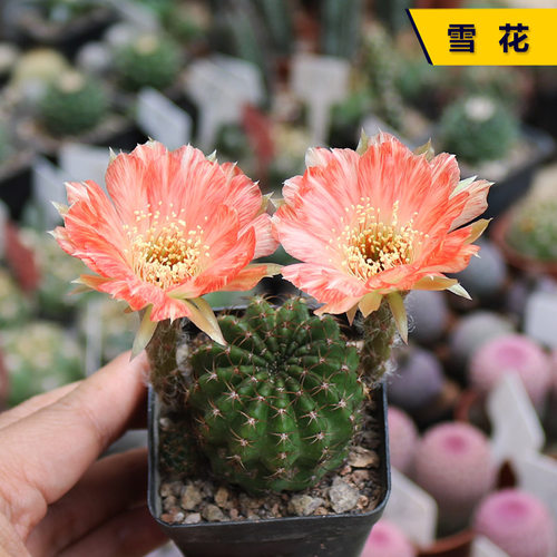 开花勤花美观好养仙人球