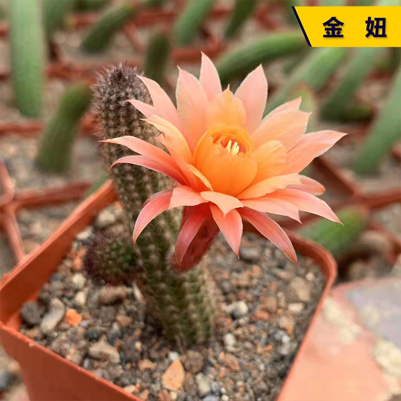 金妞开橙花美观好养活易度夏