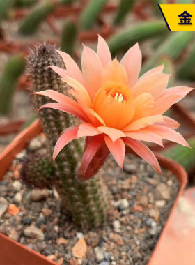 金妞仙人柱稀有橙色花鼠尾柱仙人掌多肉植物创意小盆栽室内庭院