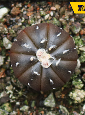 紫皮星兜实生仙人球无刺紫色收藏仙人掌多肉阳台庭院观赏小盆栽