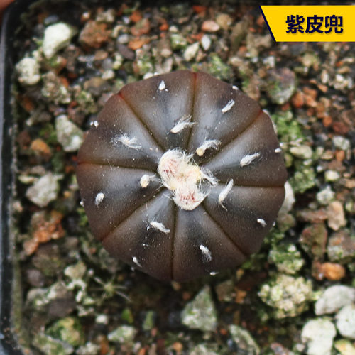 好养活开花紫皮星兜紫色仙人球