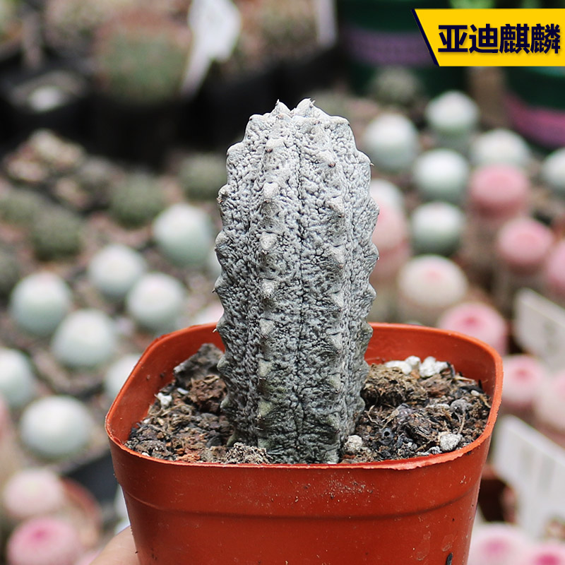 好养亚迪麒麟美观大戟科