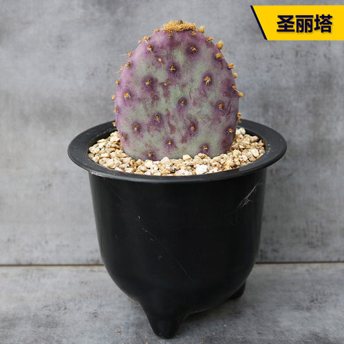 开花紫色阳台好养圣丽塔仙人掌