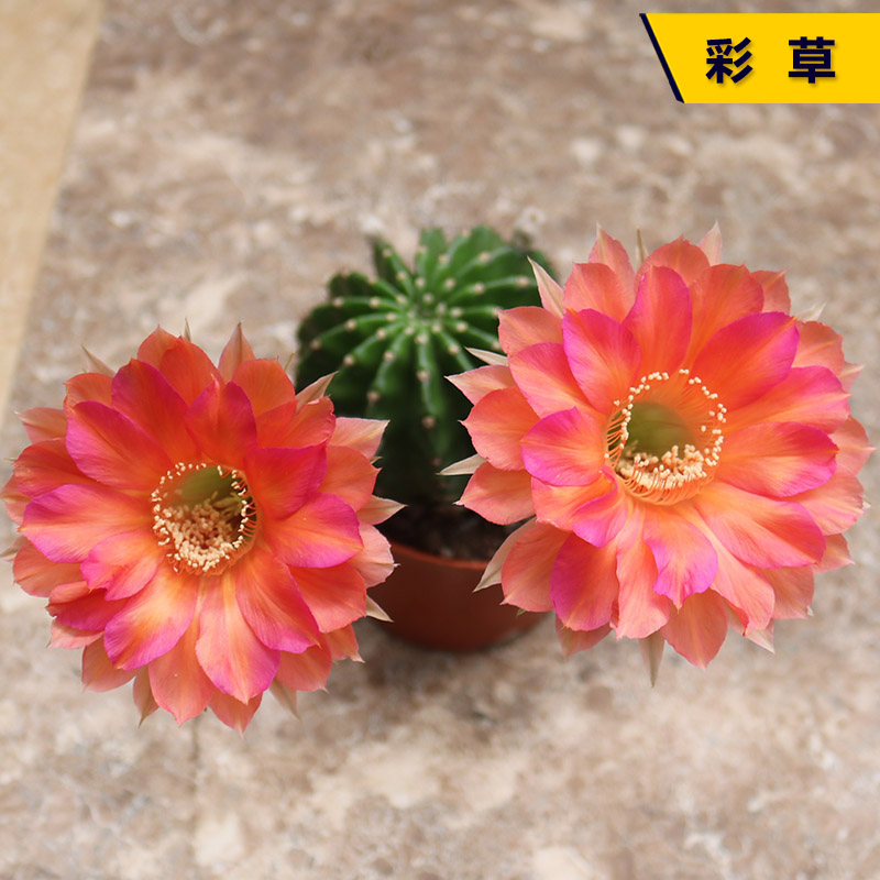 实生开花美观好养花色多彩草
