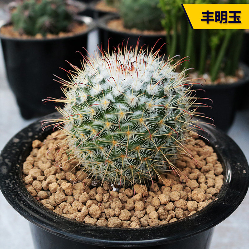 丰明玉实生仙人球趣味勾刺乳突球属开花红花仙人掌室内防辐射盆栽