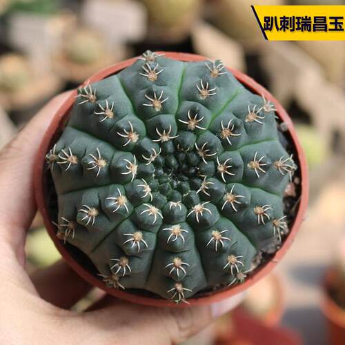 开花美观好养瑞昌玉仙人球