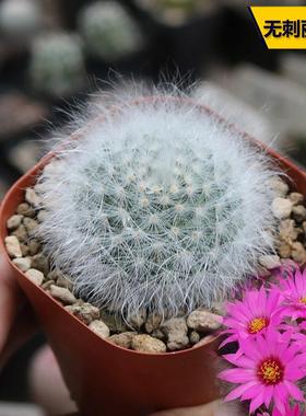 无刺丽光殿仙人球精养无刺白毛开花美观好养仙人掌多肉阳台小盆栽