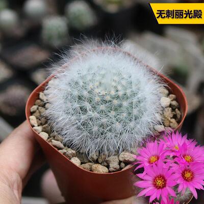 开花美观阳台白毛不扎手仙人球