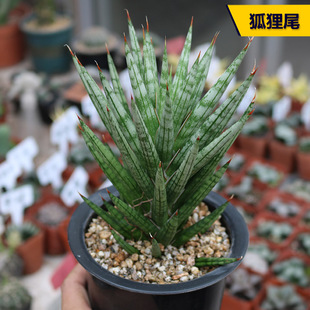 狐狸尾虎皮兰多肉植物趣味冷门硬叶美观绿植花卉办公室阳台小盆栽