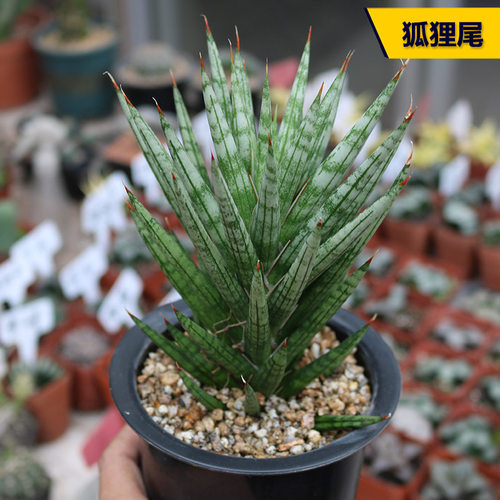 花田舍好养狐狸尾美观开花多肉