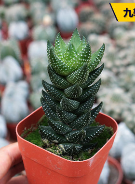 花田舍九轮塔硬叶趣味多肉植物