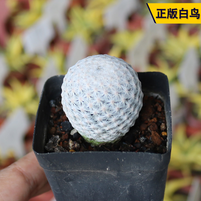 正版白鸟实生开花美观软刺不扎手