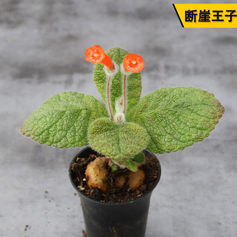 断崖王子实生块根多肉植物趣味开花红花美观好养易度夏阳台小盆栽