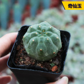 奇仙玉实生仙人球无刺仙人掌多肉植物开大红花稀有开花美观小盆栽