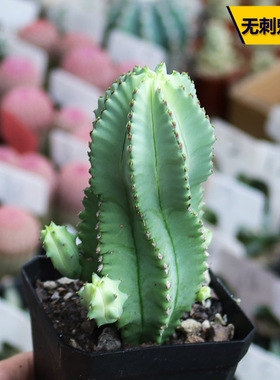 无刺魁伟玉大戟科多肉植物精养群生美观好养开花阳台庭院花卉盆栽