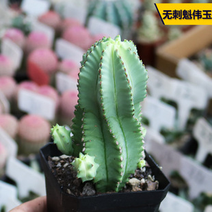 无刺魁伟玉大戟科多肉植物精养群生美观好养开花阳台庭院花卉盆栽