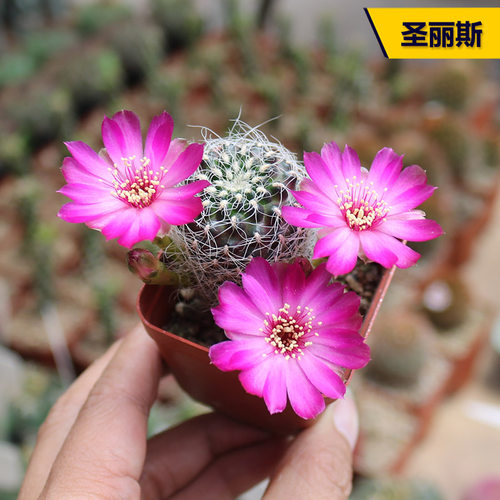 花田舍阳台好养圣丽斯红花仙人球