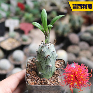 普西利菊多肉植物开花美观好养无刺易度夏阳台庭院桌面阳台小盆栽