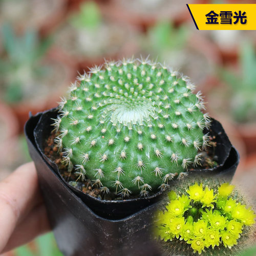 阳台好养开花美观仙人球
