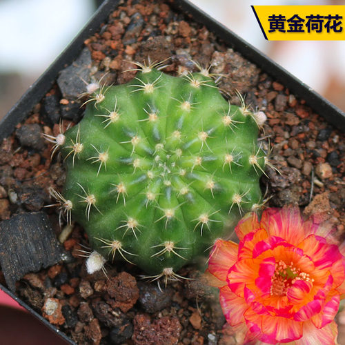 黄金荷花仙人球开花美观好养