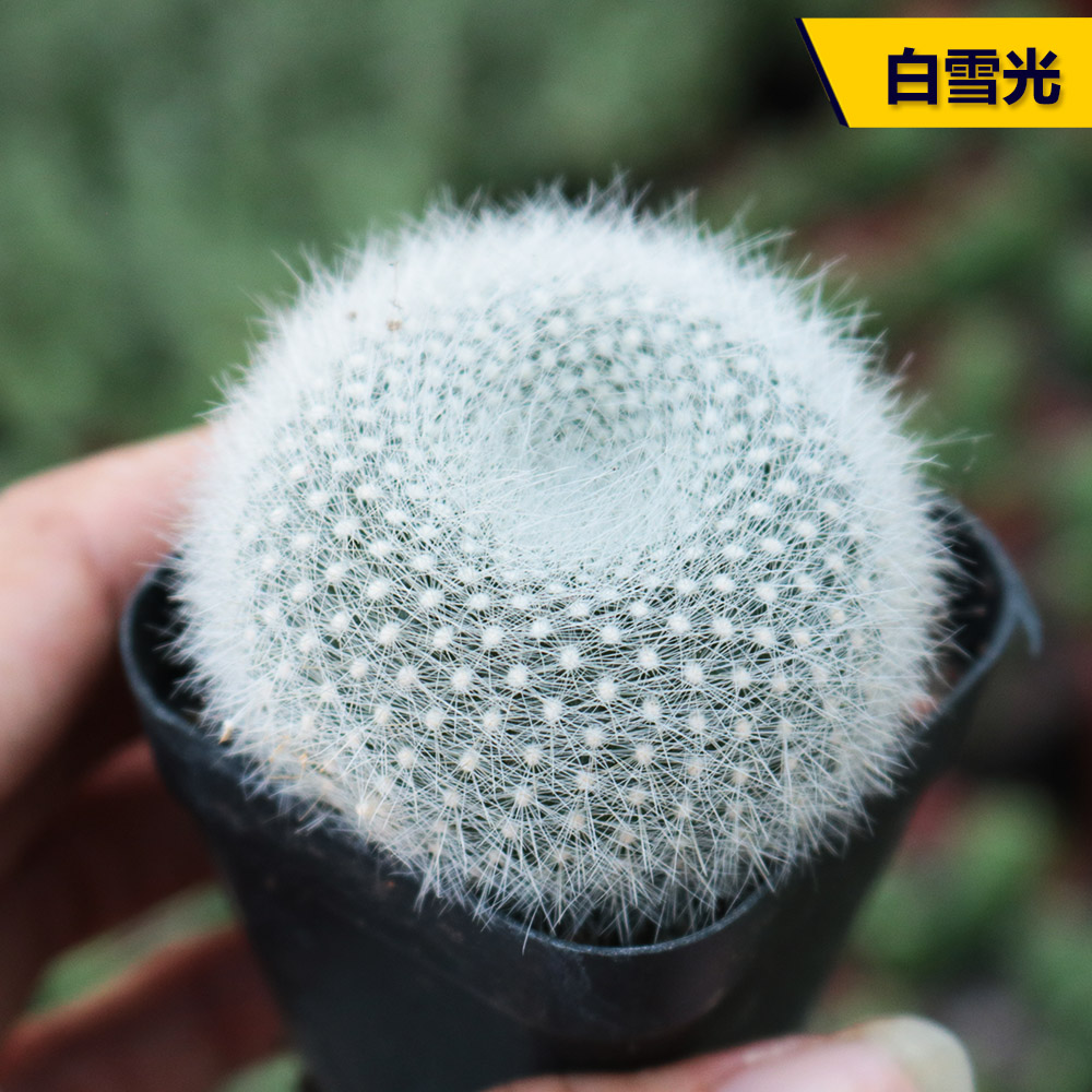 白雪光仙人掌开红花桌面多肉植物