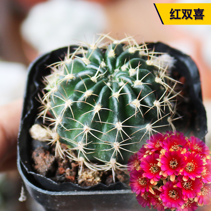 红双喜仙人球开花红花美观好养易度夏仙人掌多肉阳台庭院小盆栽
