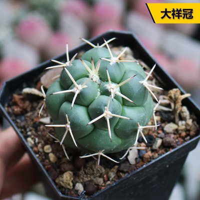 实生美刺开花大祥冠仙人球