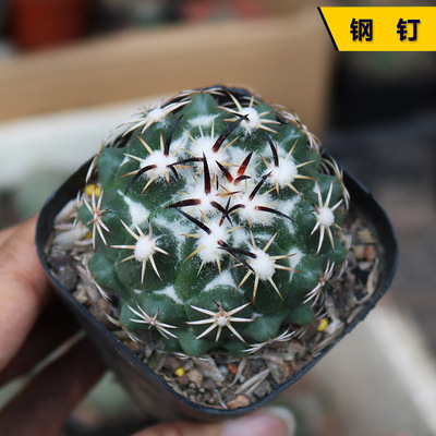 实生开花美刺好养钢钉仙人球
