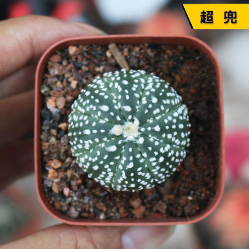 超兜实生仙人球开花多肉室内