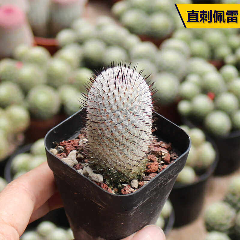 直刺佩雷仙人球进口稀有开花美观仙人掌多肉植物阳台庭院小盆栽