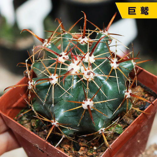 巨鹫实生仙人球硬刺夏易度夏开花