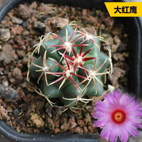 阳台好养开花美观仙人球