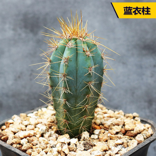 金清开花创意室内庭院仙人柱