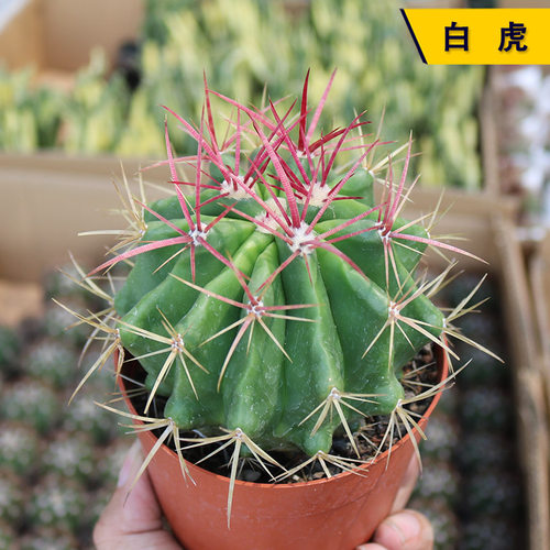 实生强刺开花美观好养红虎仙人球