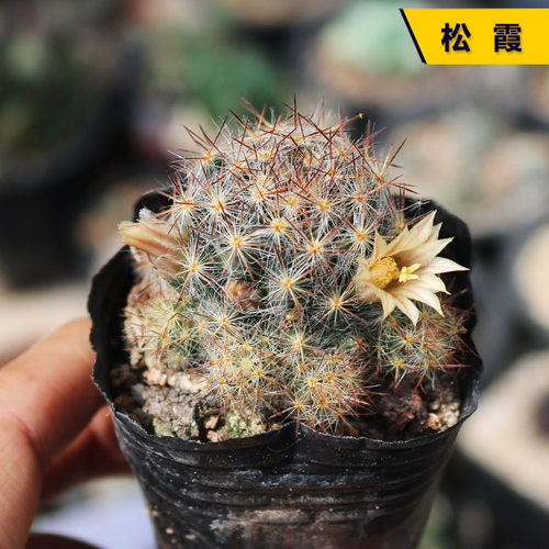 松霞实生开花美观好养仙人球