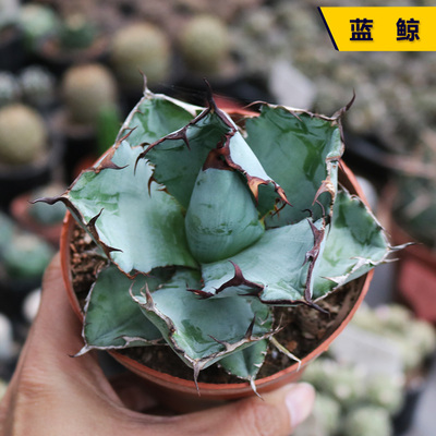 阳台庭院好养美观龙舌兰