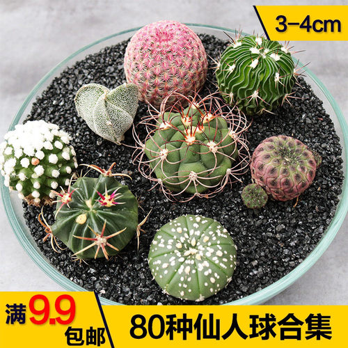实生仙人球开花美观好养