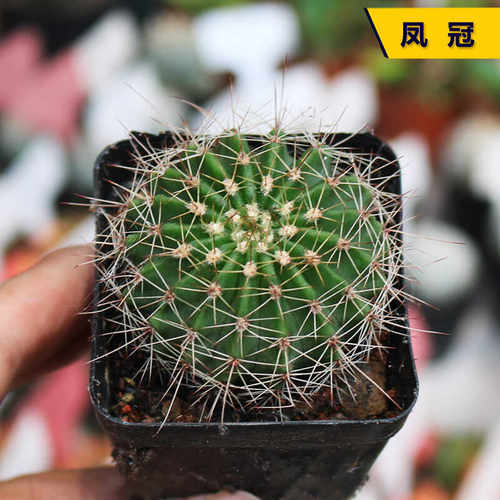 实生开花美观好养仙人球