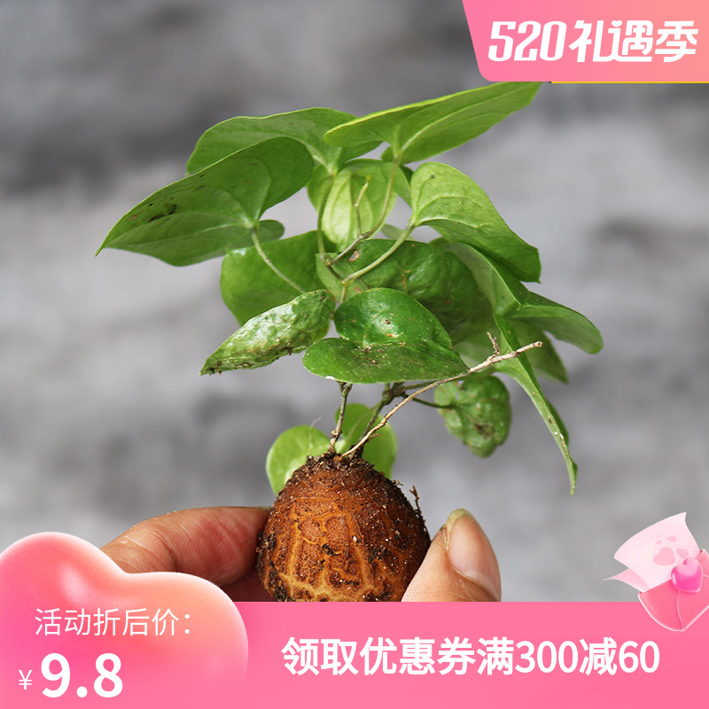 阳台庭院好养多肉植物好养美观