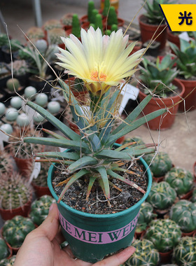 光山 实生仙人球4年老桩萝卜根四大名球开花仙人掌多肉阳台小盆栽