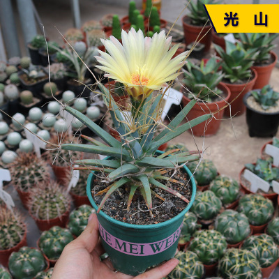 花田舍好养仙人球实生开花
