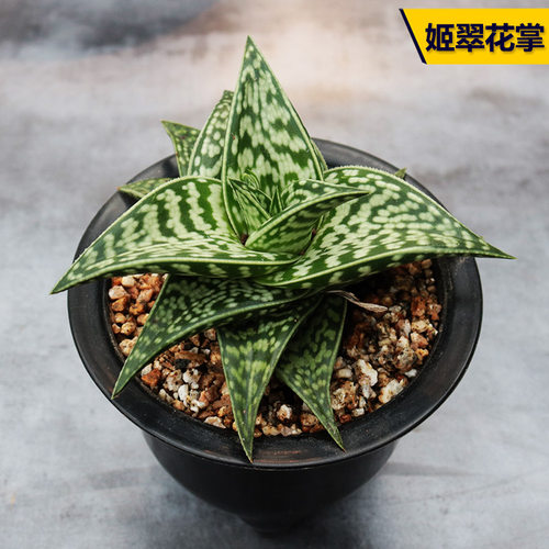 王妃翠花掌多肉植物趣味小盆栽