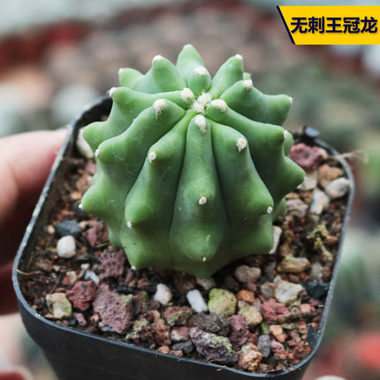 无刺王冠龙仙人球 精养趣味开花不扎手仙人掌阳台庭院小盆栽多肉